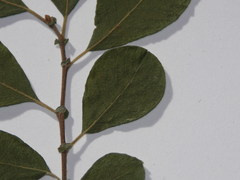 Salix aurita