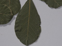 Salix aurita