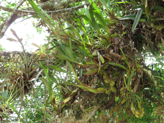 Maxillaria densa