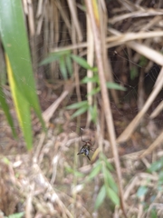 Micrathena kochalkai