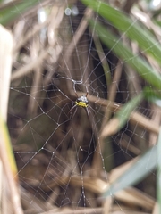 Micrathena kochalkai