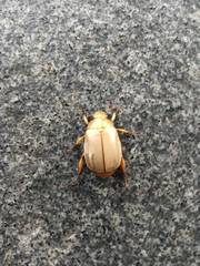 Mimela testaceoviridis