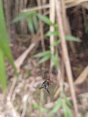Micrathena kochalkai