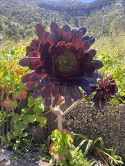 Aeonium arboreum