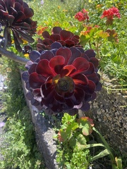 Aeonium arboreum