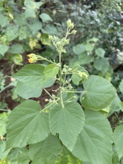 Abutilon ramosum