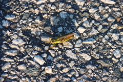 Ognevia longipennis