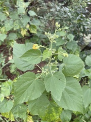 Abutilon ramosum