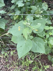 Abutilon ramosum