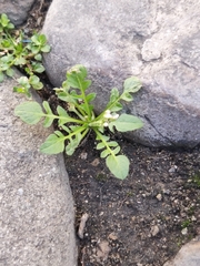 Capsella bursa-pastoris