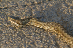 Vipera renardi