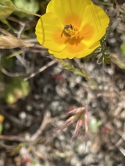 Micralictoides ruficaudus