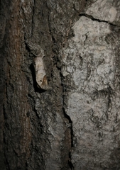 Clostera anachoreta