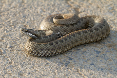 Vipera renardi