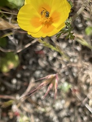 Micralictoides ruficaudus