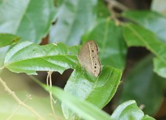 Mycalesis perseoides