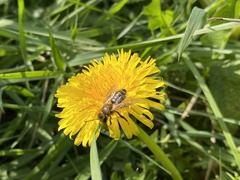 Andrena scotica