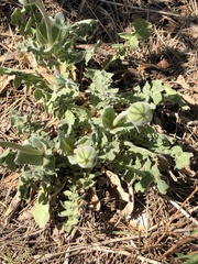 Urospermum dalechampii