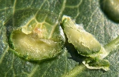 Tanaostigmodes pithecellobiae