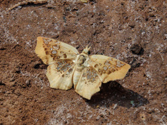 Ctenoptilum vasava