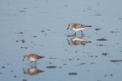 Calidris alba