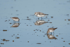 Calidris minuta