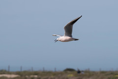 Chroicocephalus genei