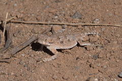 Phrynosoma goodei
