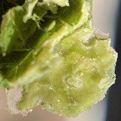 Tanaostigmodes pithecellobiae