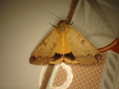 Ophiusa