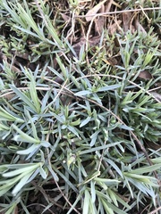 Dianthus gratianopolitanus