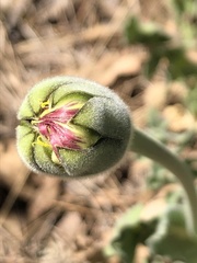 Urospermum dalechampii