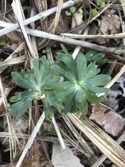 Eranthis