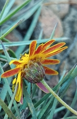 Ursinia discolor