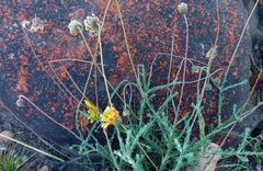 Ursinia discolor