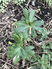 Eranthis