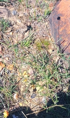 Ursinia discolor