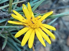 Ursinia discolor