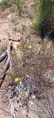 Ursinia discolor
