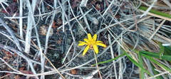 Ursinia discolor