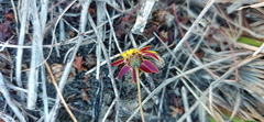 Ursinia discolor