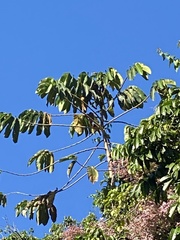 Icterus icterus
