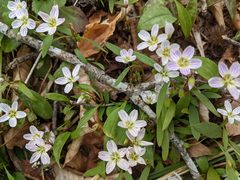 Claytonia caroliniana