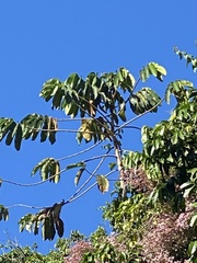 Icterus icterus