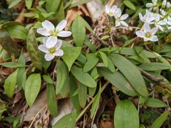 Claytonia caroliniana