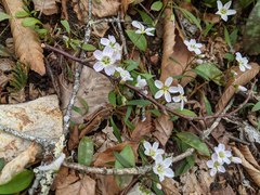 Claytonia caroliniana