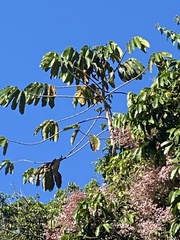 Icterus icterus