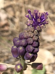 Muscari comosum