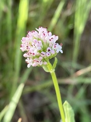 Plectritis ciliosa