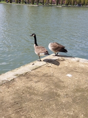 Branta canadensis